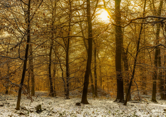 Обои картинки фото природа, лес, снег, деревья