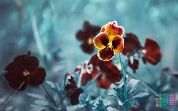 Картинка календари цветы лепестки 2018