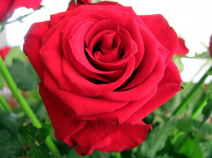 Картинка цветы розы макро