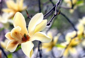 Картинка цветы магнолии белая магнолия макро