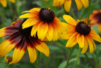 Картинка цветы рудбекия макро