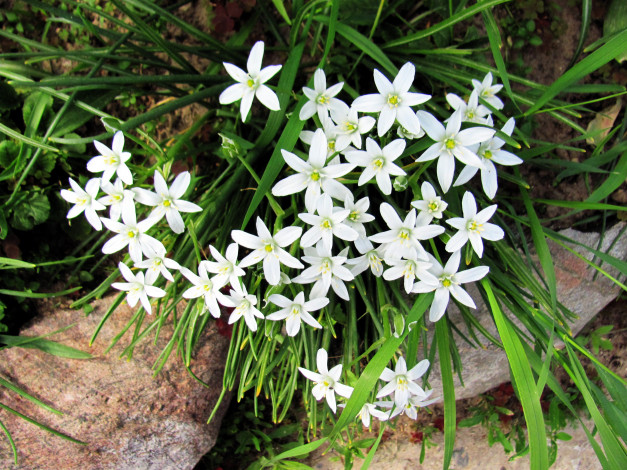 Обои картинки фото цветы, белые, цветочки