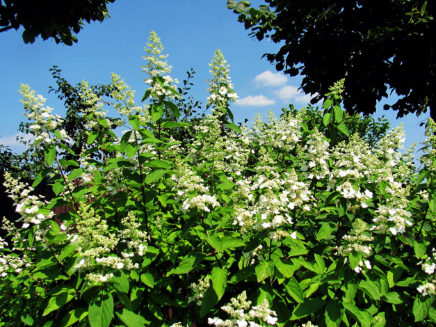 Обои картинки фото цветы, цветущие деревья ,  кустарники, небо, весна, цветущий, куст