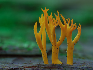 Картинка природа грибы