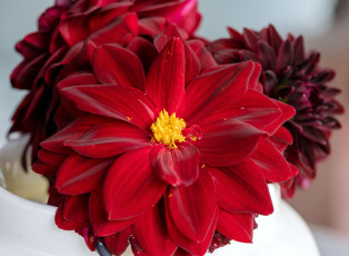 обоя цветы, георгины