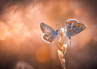 Картинка животные бабочки +мотыльки +моли бабочка