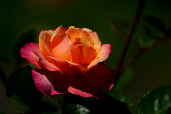 Картинка цветы розы роза