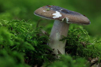 Картинка природа грибы гриб