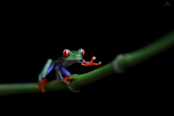 Картинка животные лягушки лягушка