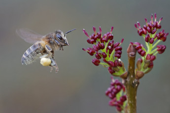 Картинка животные пчелы +осы +шмели пчела