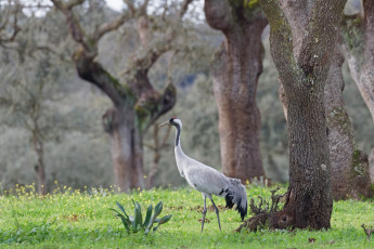 Картинка животные журавли журавль
