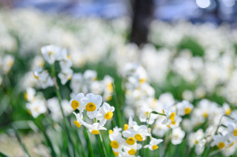 Картинка цветы нарциссы нарцис весна цветение