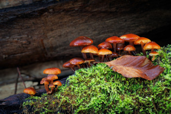 Картинка природа грибы