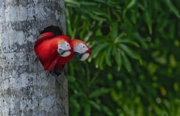 Картинка животные попугаи