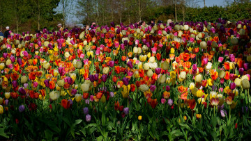 Картинка цветы тюльпаны клумба