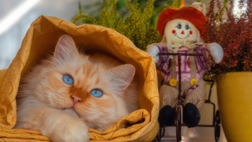 Картинка животные коты кошка кот взгляд поза мордашка