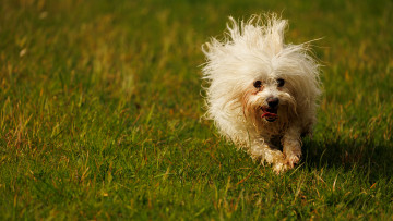 Картинка животные собаки собака