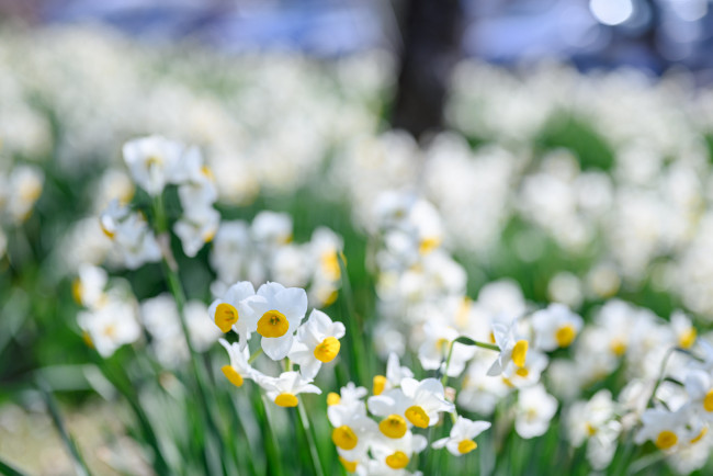 Обои картинки фото цветы, нарциссы, нарцис, весна, цветение