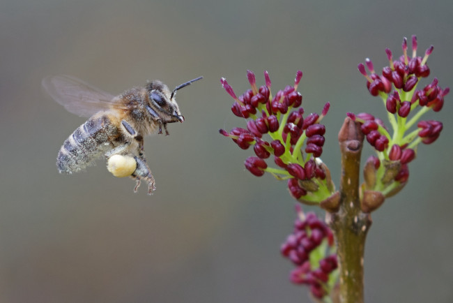Обои картинки фото животные, пчелы,  осы,  шмели, пчела