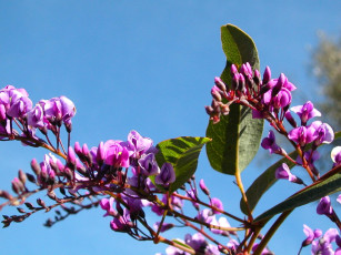 Картинка цветы цветущие деревья кустарники