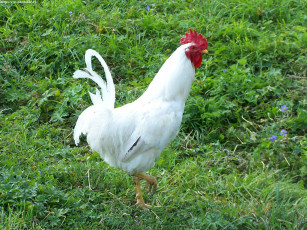 Картинка петух животные куры петухи