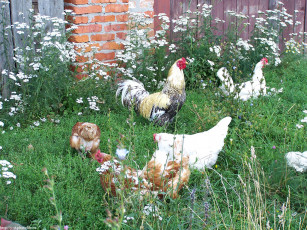 Картинка петух животные куры петухи