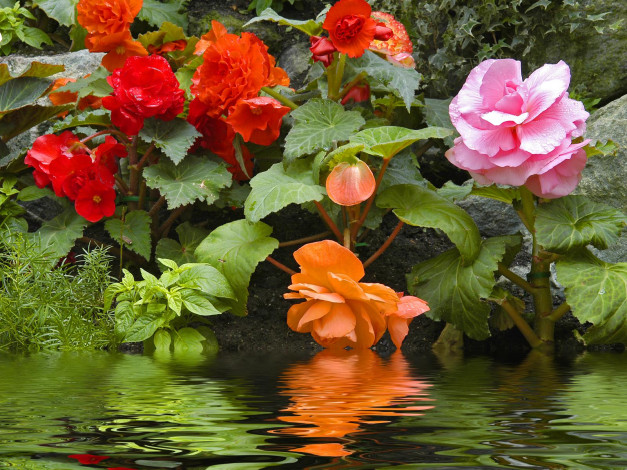 Обои картинки фото цветы, бегония