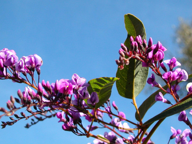 Обои картинки фото цветы, цветущие, деревья, кустарники