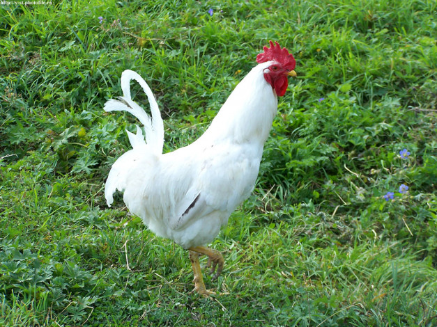 Обои картинки фото петух, животные, куры, петухи