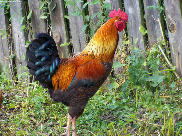 Обои картинки фото петух, животные, куры, петухи
