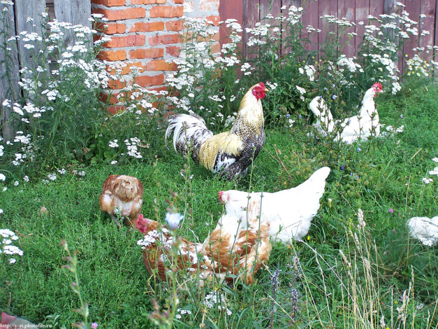 Обои картинки фото петух, животные, куры, петухи