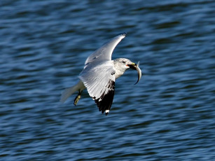 Картинка gaining altitude животные Чайки бакланы крачки