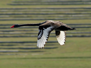 Картинка swan животные лебеди