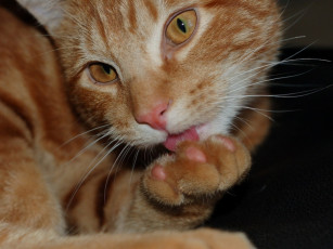 Картинка животные коты