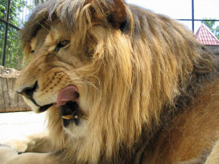 Картинка животные львы