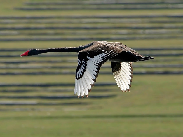 Обои картинки фото swan, животные, лебеди
