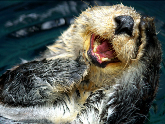 Обои картинки фото животные, выдры, каланы, ондатры