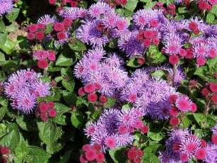 Картинка цветы агератум