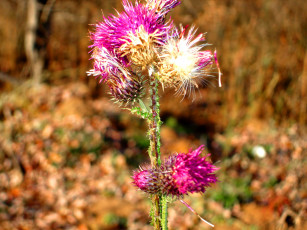 Картинка цветы Чертополох репейник