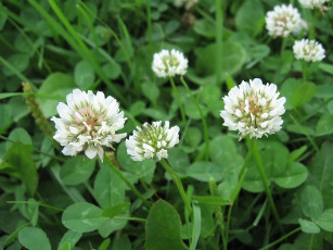 Картинка цветы луговые полевые