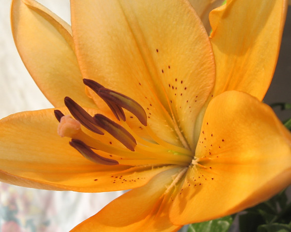 Обои картинки фото цветы, лилии, лилейники