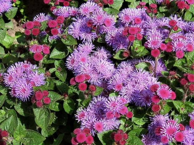 Обои картинки фото цветы, агератум