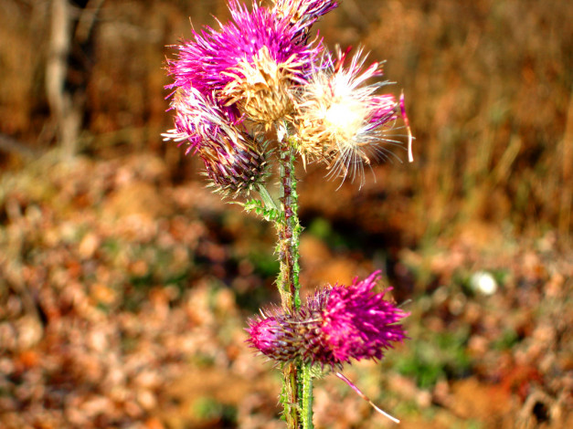 Обои картинки фото цветы, Чертополох, репейник