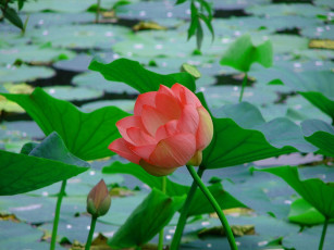 Картинка цветы лотосы