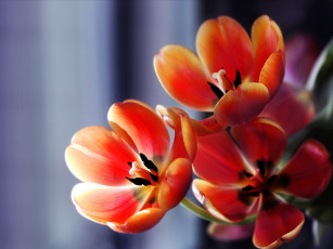 Картинка цветы тюльпаны