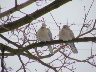 Картинка животные голуби