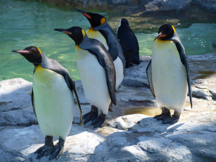 Картинка животные пингвины