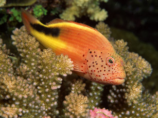 Картинка животные рыбы