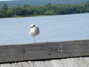 обоя животные, Чайки, бакланы, крачки