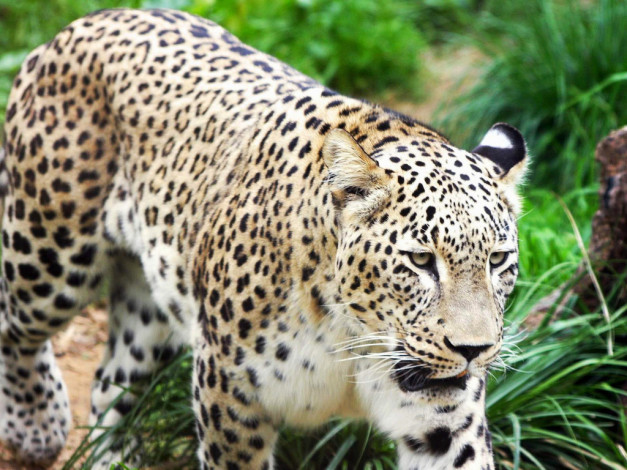 Обои картинки фото животные, леопарды